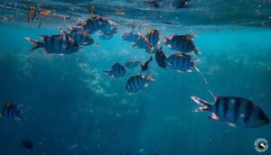Fauna marina del Mediterráneo: qué animales puedes ver haciendo snorkel cerca de Girona