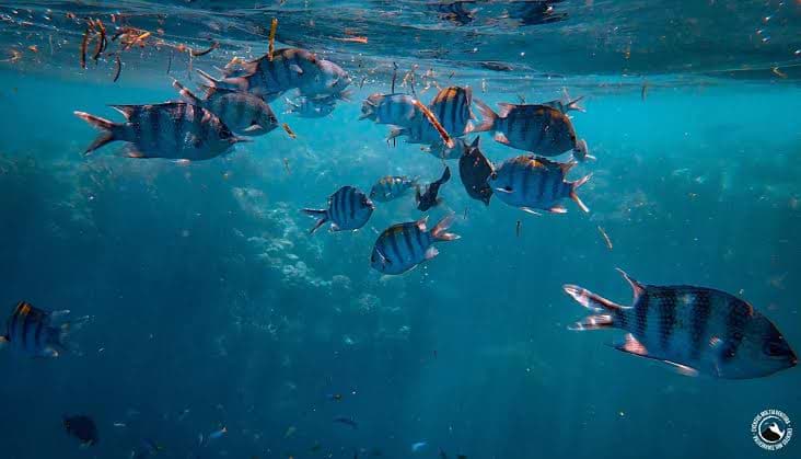 La faune marine de la Méditerranée : quels animaux peut-on observer en faisant de la plongée libre près de Gérone ?